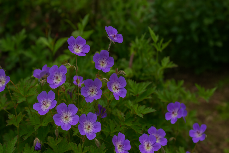 KAKOST - Geranium hybrida 'Rozanne' 