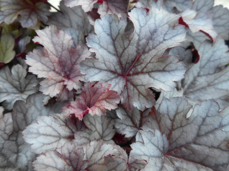 DLUŽICHA - Heuchera hybrida ´Milan´ DLUŽICHA - Heuchera hybrida ´Milan´
