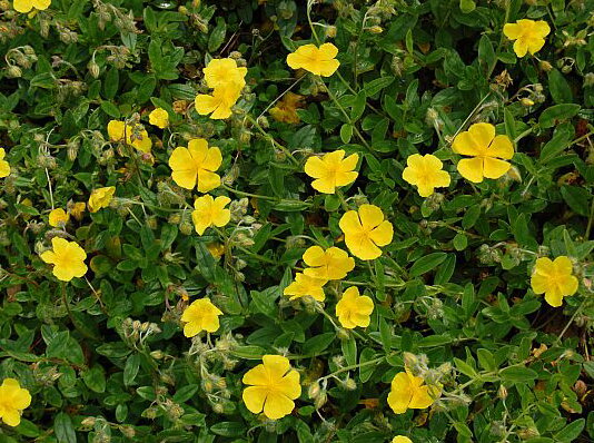 DEVATERNÍK - Helianthemum nummularium 'Golden Queen'