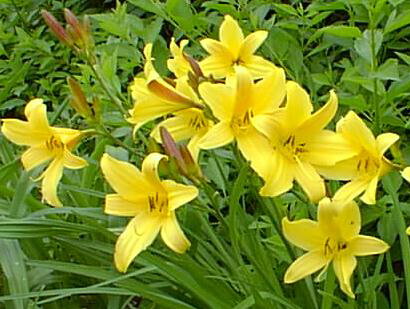 DENIVKA - Hemerocallis citrina DENIVKA - Hemerocallis citrina