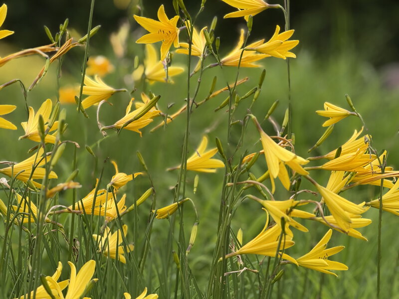 DENIVKA - Hemerocallis citrina DENIVKA - Hemerocallis citrina