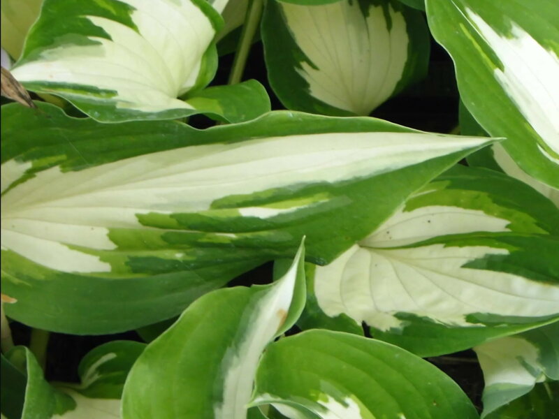 BOHYŠKA - Hosta hybride 'Christmas Candy´®