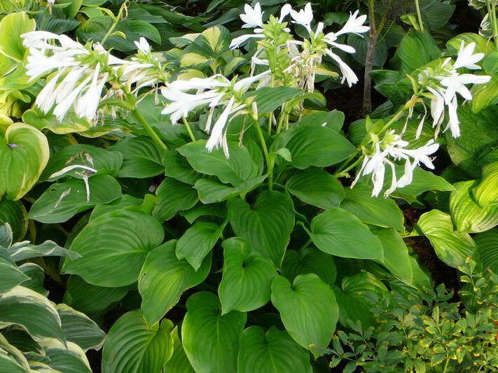 BOHYŠKA - Hosta hybrida ´Royal Standard´