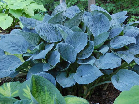 BOHYŠKA - Hosta hybrida´Blue Hawaii´
