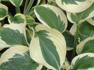BOHYŠKA - Hosta hybrida 'Brim Cup' BOHYŠKA - Hosta hybrida 'Brim Cup'