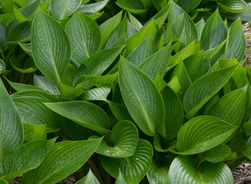 BOHYŠKA - Hosta hybride  'Devon Green'