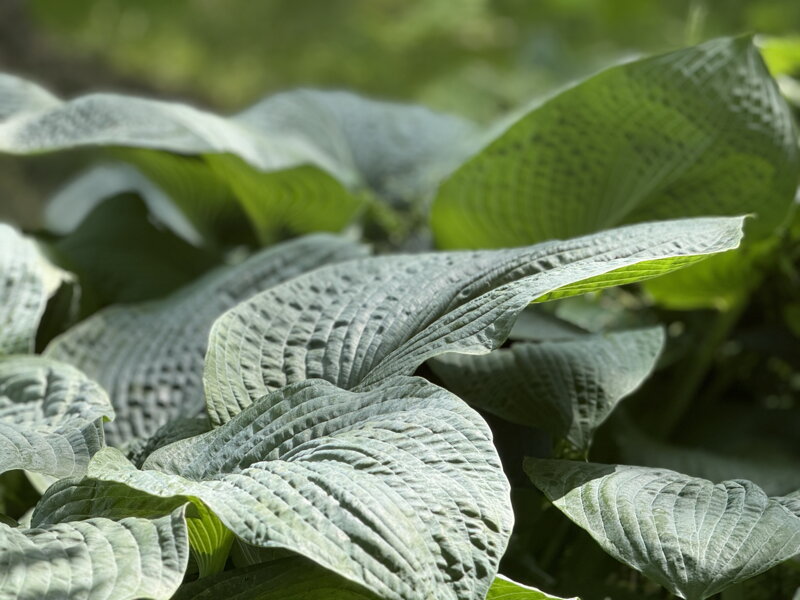 BOHYŠKA - Hosta sieboldiana BOHYŠKA - Hosta sieboldiana