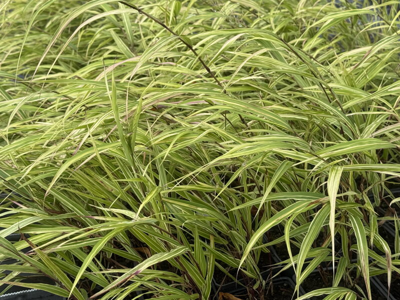 RÁKOSNÍK JAPONSKÝ - Hakonechloa macra 'Albostriata'