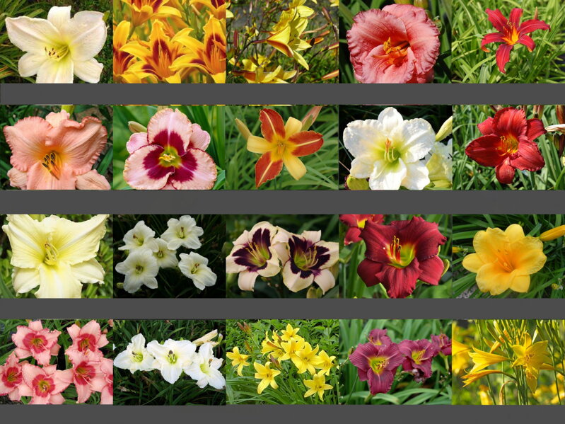 DENIVKA MIX - Hemerocallis