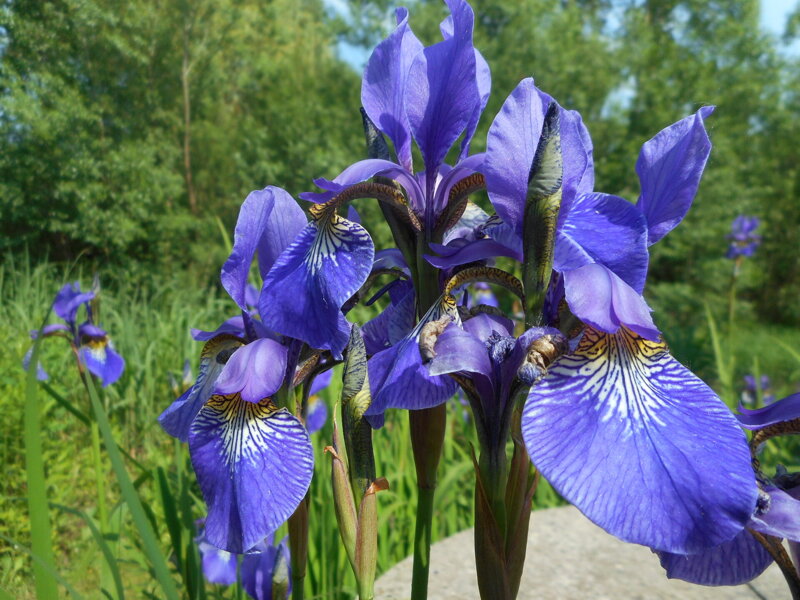 KOSATEC SIBIŘSKÝ - Iris sibirica