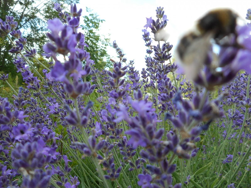 LEVANDULE LÉKAŘSKÁ - Lavandula officinalis
