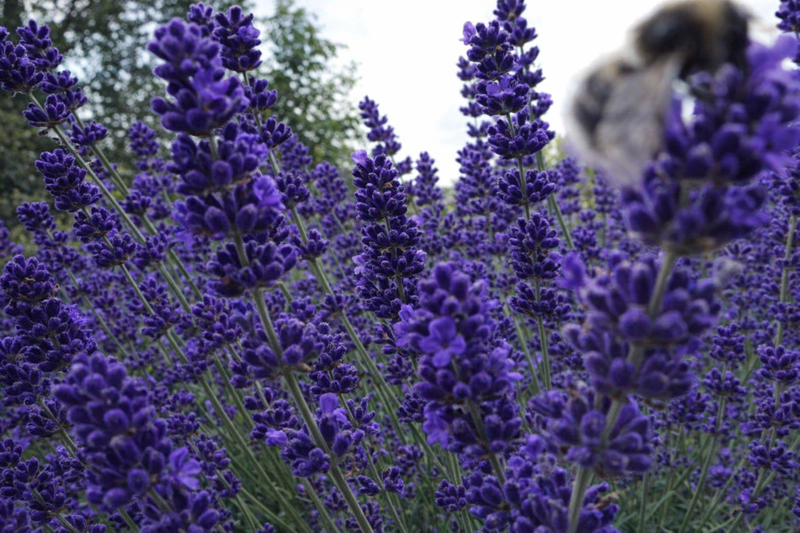 LEVANDULE  - Lavandula angustifolia 'Dark Hidcote Blue´