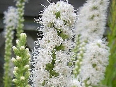 ŠUŠKARDA KLASNATÁ (SHORAKVĚT) - Liatris spicata ´Floristan White'
