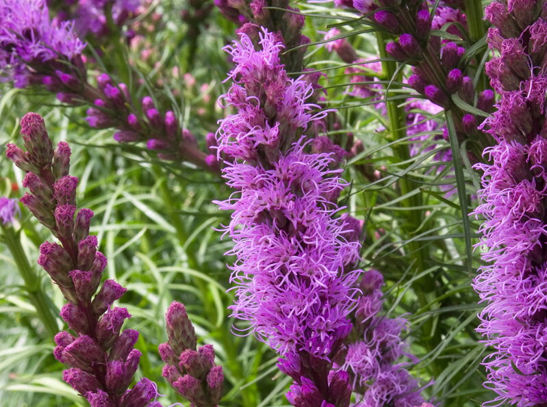 ŠUŠKARDA KLASNATÁ (SHORAKVĚT) - Liatris spicata ´Kobold´ ŠUŠKARDA KLASNATÁ (SHORAKVĚT) - Liatris spicata ´Kobold´