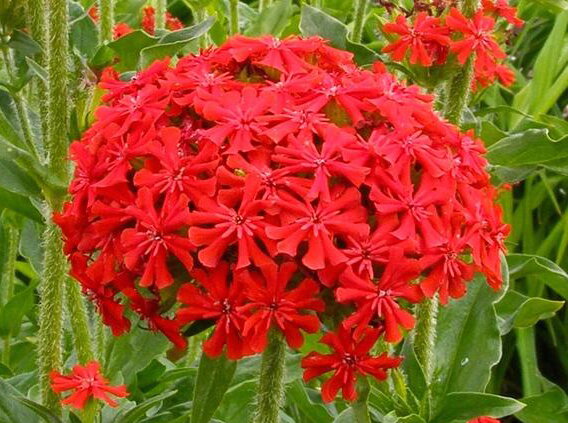 KOHOUTEK CHALCEDONSKÝ - Lychnis chalcedonica ´Red´