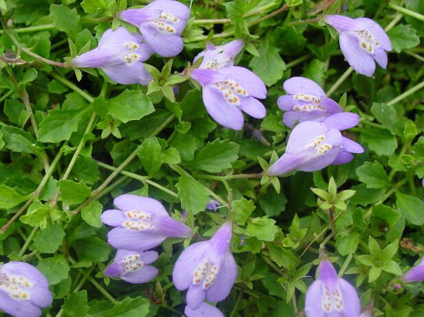 MAZUS PLAZIVÝ - Mazus reptans