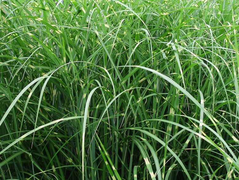 OZDOBNICE ČÍNSKÁ - Miscanthus sinensis 'Puenktchen' OZDOBNICE ČÍNSKÁ - Miscanthus sinensis 'Puenktchen'