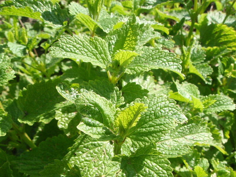 MEDUŇKA LÉKAŘSKÁ – Melissa officinalis