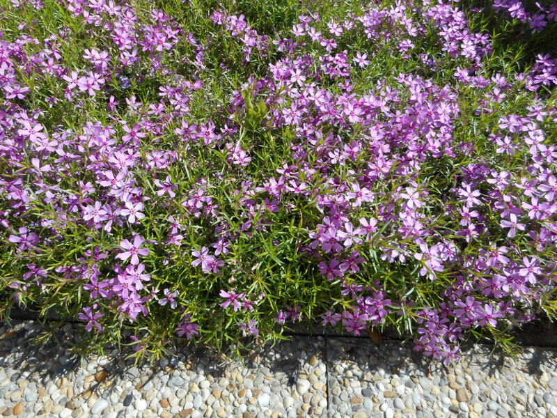 PLAMENKA MIX - Phlox douglasii PLAMENKA MIX - Phlox douglasii