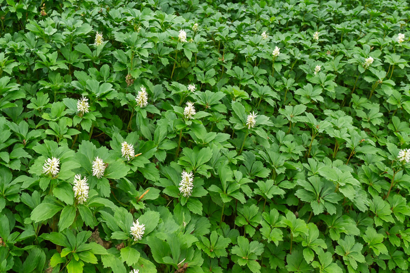 TLUSTONITNÍK KLASNATÝ - Pachysandra terminalis 