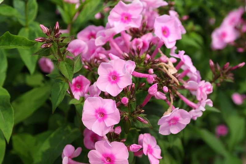 PLAMENKA LATNATÁ - Phlox paniculata 'Adessa® Pink Center'