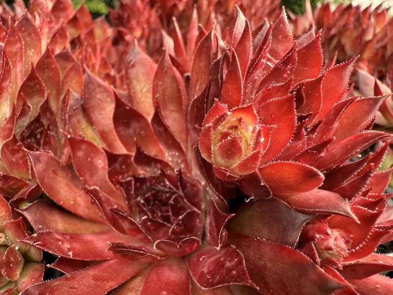 NETŘESK - Sempervivum ´Dark Beauty´