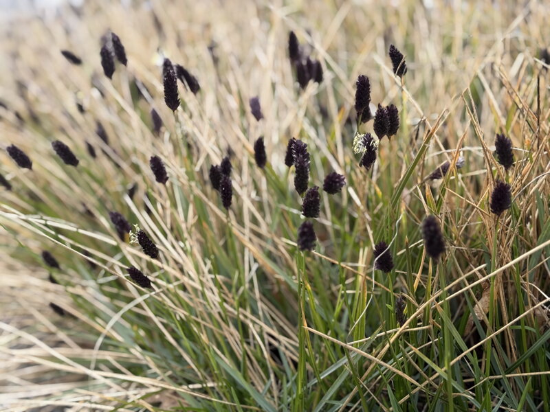 PĚCHAVA HEUFLEROVA - Sesleria heufleriana
