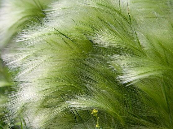 KAVYL PÉŘOVITÝ - Stipa tenuissima ´Pony Tails´ KAVYL PÉŘOVITÝ - Stipa tenuissima ´Pony Tails´