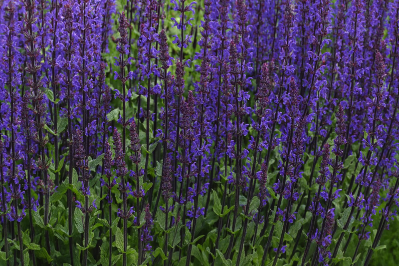 ŠALVĚJ HAJNÍ - Salvia nemorosa 'Caradonna Compact'