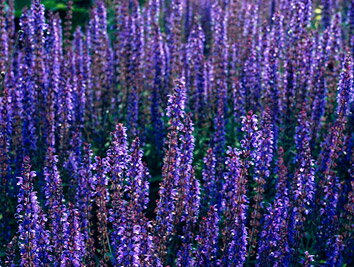 ŠALVĚJ HAJNÍ - Salvia nemorosa ´Ostfriesland´