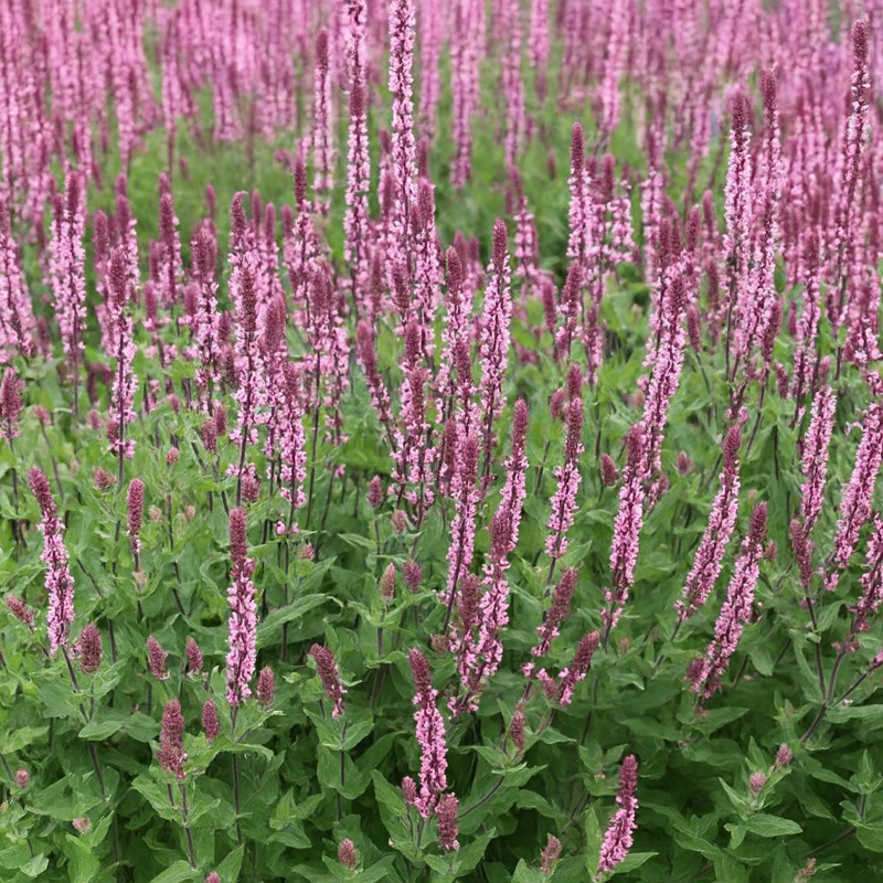 ŠALVĚJ HAJNÍ - Salvia nemorosa 'Caradonna Pink'