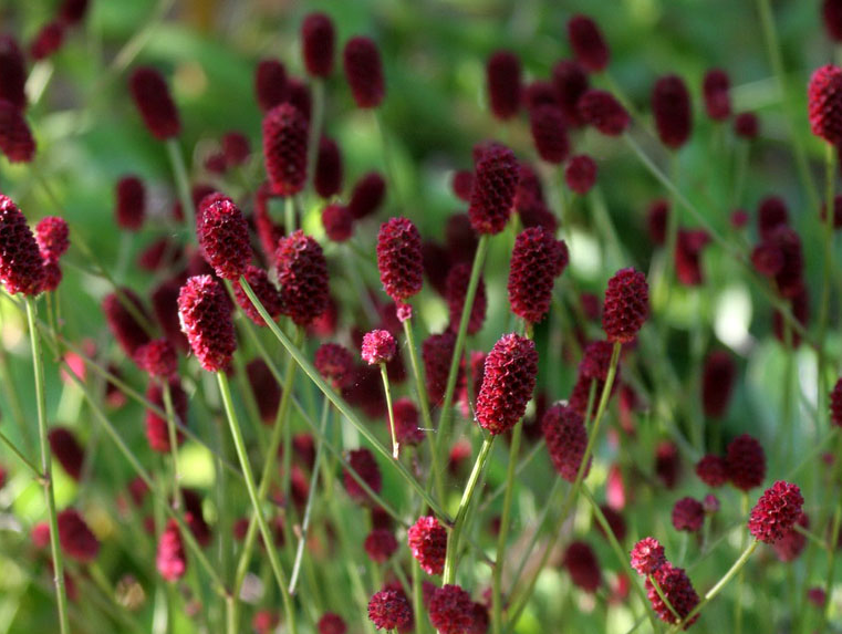 KRVAVEC TOTEN - Sanguisorba officinalis 
