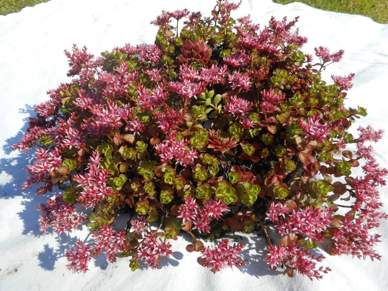 VĚNEC - Sedum spurium VĚNEC - Sedum spurium