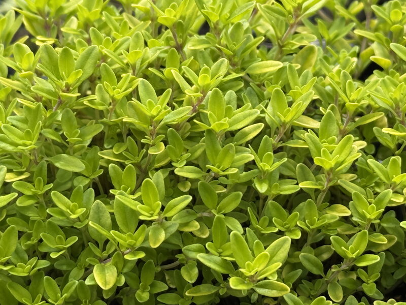 MATEŘÍDOUŠKA CITRÓNOVÁ - Thymus citriodorus ´Aureus´ MATEŘÍDOUŠKA CITRÓNOVÁ - Thymus citriodorus ´Aureus´