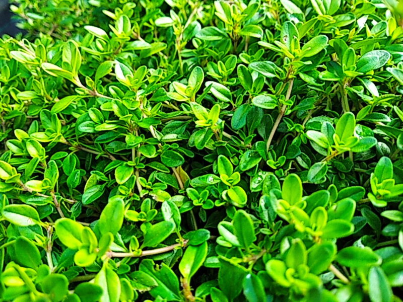 MATEŘÍDOUŠKA CITRÓNOVÁ - Thymus citriodorus ´Aureus´ MATEŘÍDOUŠKA CITRÓNOVÁ - Thymus citriodorus ´Aureus´