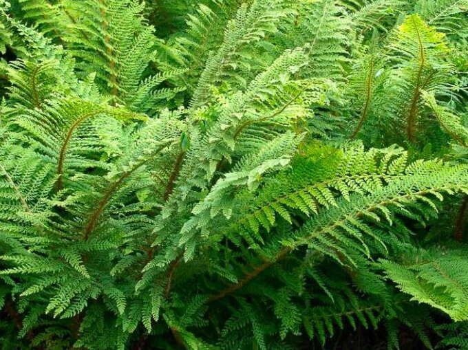 KAPRADINA ŠTĚTINATÁ - Polystichum setiferum