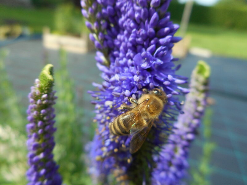 ROZRAZIL KLASNATÝ - Veronica spicata ´Christa´ ROZRAZIL KLASNATÝ - Veronica spicata ´Christa´