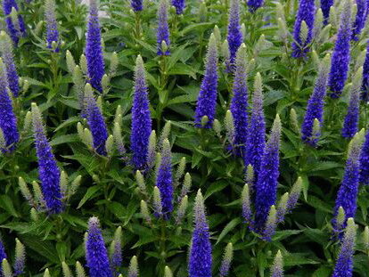 ROZRAZIL KLASNATÝ - Veronica spicata 'Nana Blauteppich' ROZRAZIL KLASNATÝ - Veronica spicata 'Nana Blauteppich'
