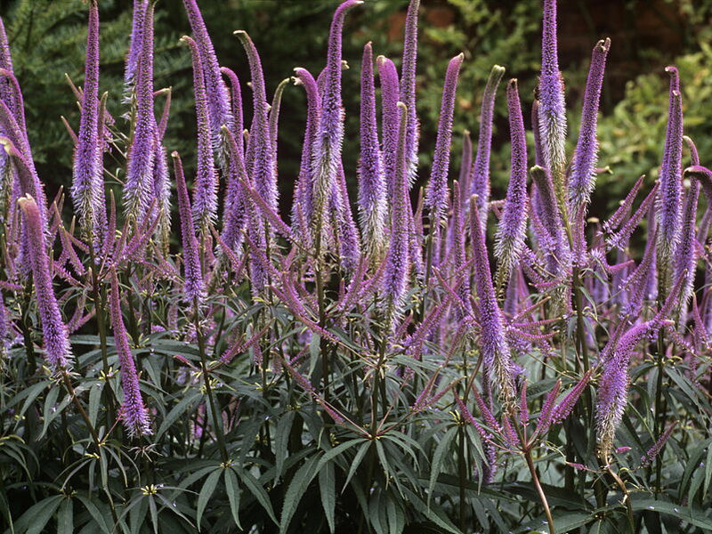 ROZRAZILOVEC VIRŽINSKÝ - Veronicastrum virginicum ´Fascination´