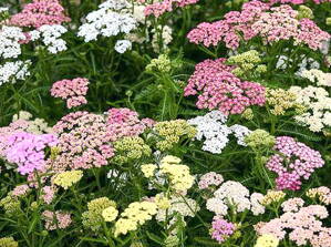 3 KS ŘEBŘÍČEK OBECNÝ - Achillea millefolium ´Colorado Mix´