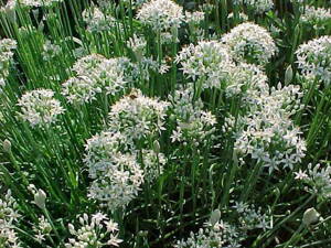 PAŽITKA ČÍNSKÁ - Allium tuberosum