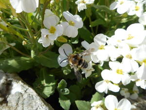 HUSENÍK (bílá barva) - Arabis