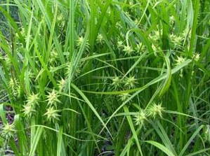 OSTŘICE GRAYOVA - Carex grayi