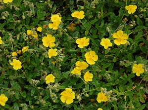 DEVATERNÍK - Helianthemum nummularium 'Golden Queen'