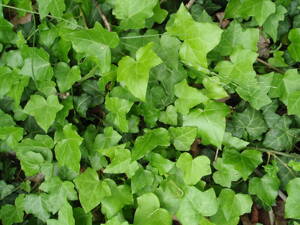 BŘEČŤAN POPÍNAVÝ - Hedera helix