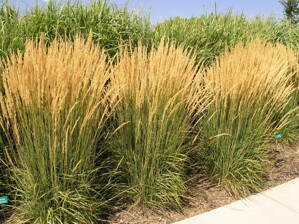 TŘTINA OSTROKVĚTÁ - Calamagrostis x acutiflora ´Karl Foerster´