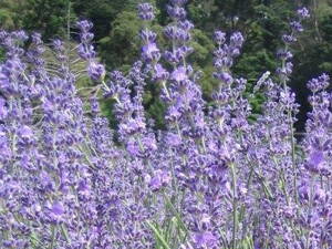 LEVANDULE - Lavandula angustifolia 'Montagnac Purple'