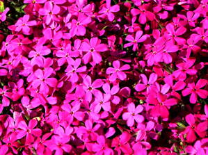 PLAMENKA - Phlox douglasii 'Crackerjack'