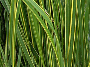 SPARTINA HŘEBENITÁ - Spartina pectinata 'Aureomarginata'