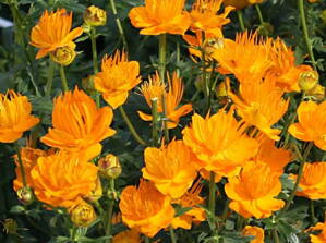 ÚPOLÍN ČÍNSKÝ - Trollius chinensis ´Golden Queen´